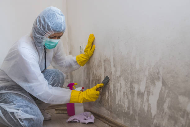 Best Emergency Mold Remediation  in Oronoque, CT