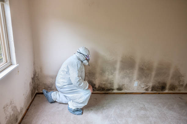 Best Attic Mold Removal  in Oronoque, CT